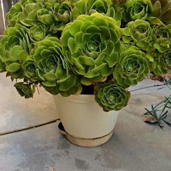 Green  Succulent  $25.00,Red Succulents $15.00 and Cactus. 