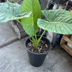 Elephant  Plant