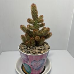 Mammillaria elongata, commonly known as the Ladyfinger Cactus or Golden Lace Cactus