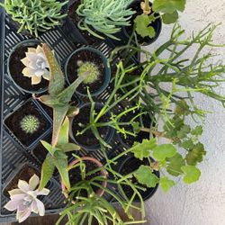 Various Plants 