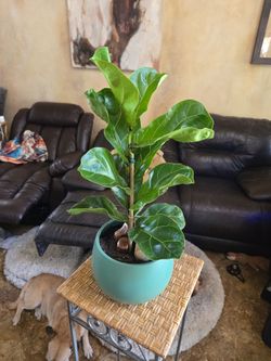 Lovely  1ft 7in tall Fiddle Leaf Fig Plant In New 7in Pot With polished stones.