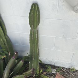 Cactus big and small