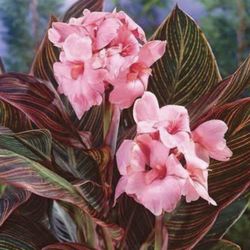 Housplant Canna Pink Sunburst In Pot