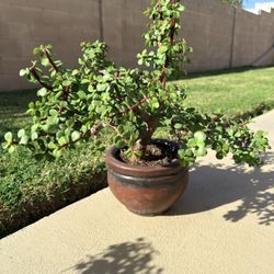 Bonsai Elephant Bush