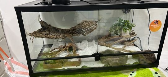 Bearded dragon with tank