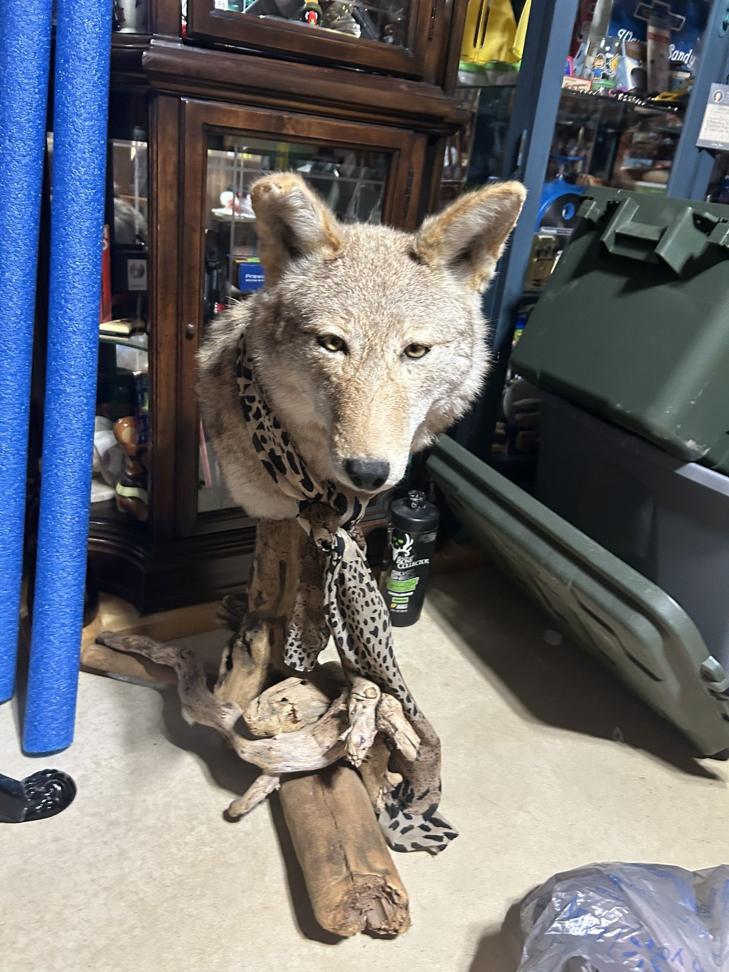 Coyote Taxidermy Done Well …..looks Very Cool …..Great Shape !