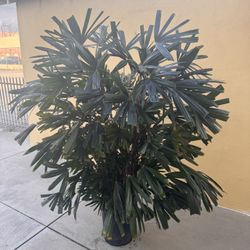 Rhapis Palm
