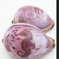 Large 3 INCH Cowrie Shells Beach Decor