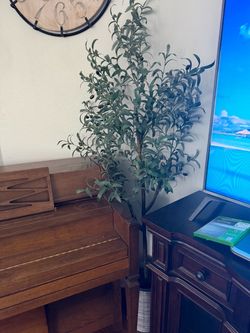 Olive tree