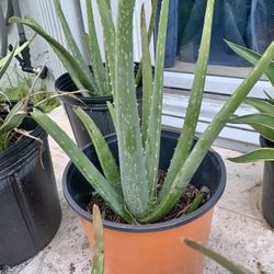 Aloe Savila $2-5 