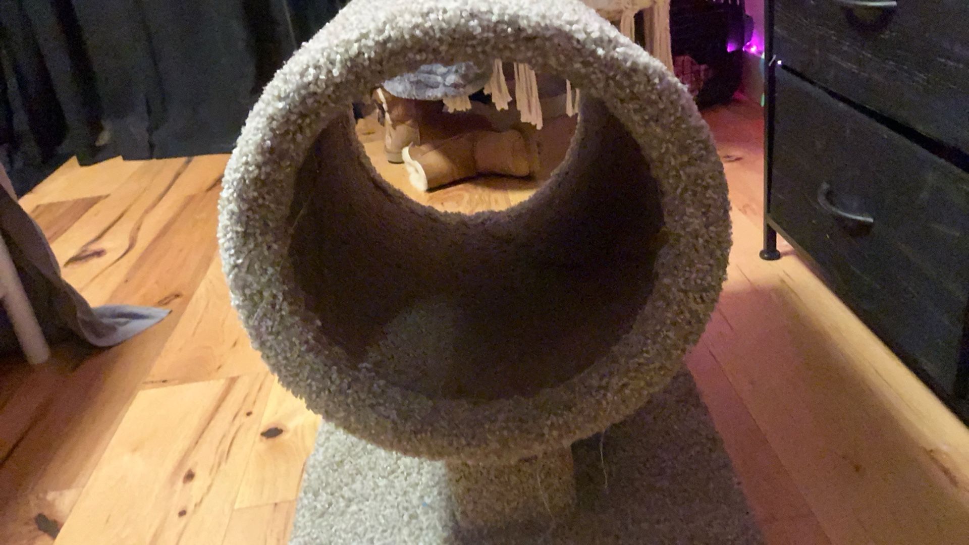 Cat Tunnel