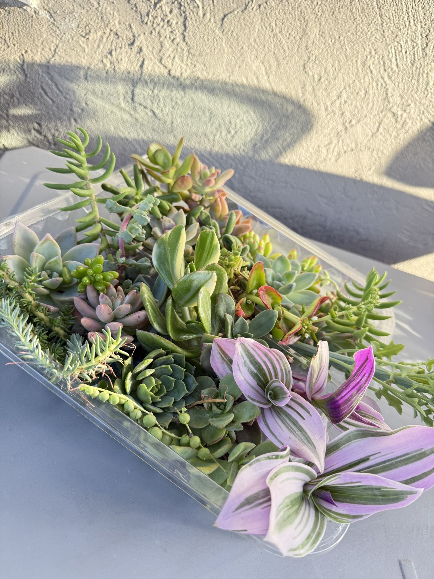 Mixed Varieties Of Succulents In Tray 