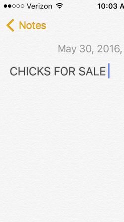 Chicks for sale $3