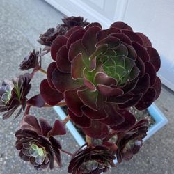 rare Aeonium hybrid Kokino tree rose succulent only 1 hurry 