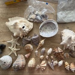 Seashells 