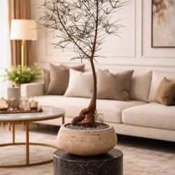 4 Ft Brachychiton Rupestris/ Bottle Tree (Planter Included)