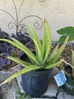 Aloe Plants
