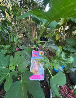 The fig trees are now ready to bear fruit.
