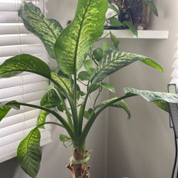 Dieffenbachia Plant with Black Pot