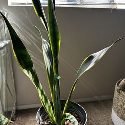 Snake Plant 