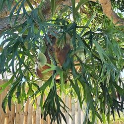 Staghorn Fern