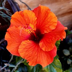STUNNING HIBISCUS 🌺$10 Firm mesa