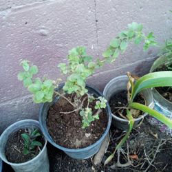 Plant Oregano