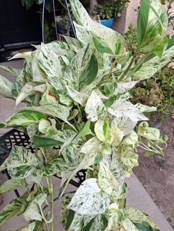 RARE. Pothos RICOTTA Plant $49