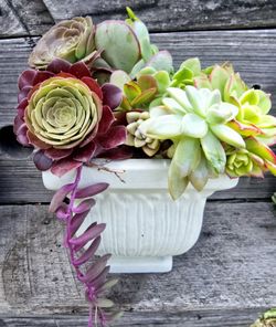 Succulents Mix In White Stone Planter 