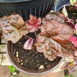 Heuchera Perennial 