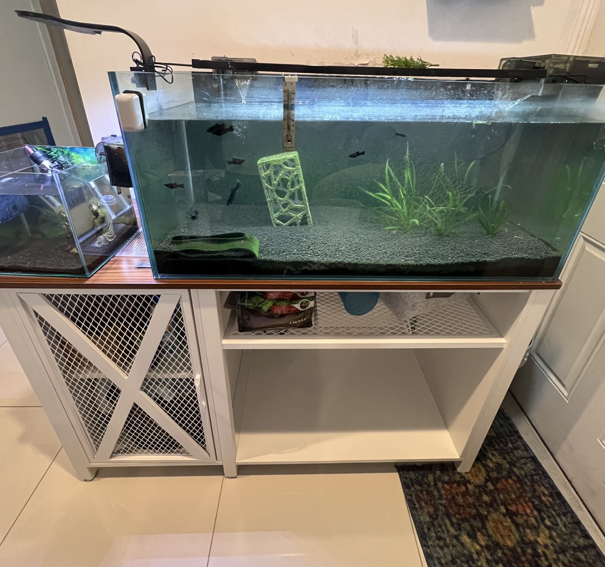 **55-Gallon Rimless Aquarium Setup for Sale** Price Is Negotiable