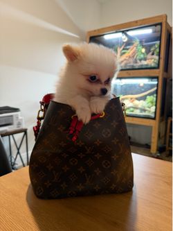 Puppy Purse - Louis and Prada