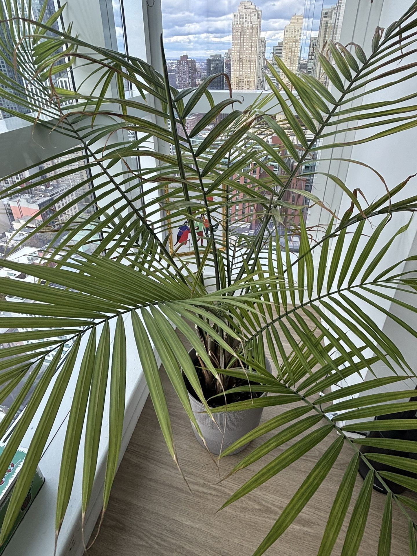 Palm
