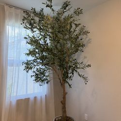 Olive Plant 