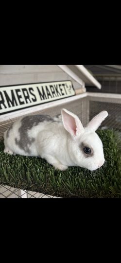 Mini Rex Baby