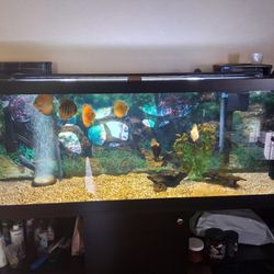 125 Gallon Fish Tank With Everything You Need 