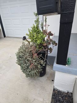 Large potted plants