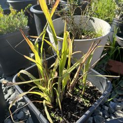Lemongrass Plant