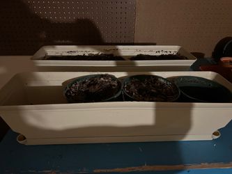 Box planters, with round planters