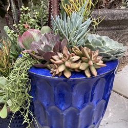 Succulent Garden Arrangement 21” Tall 