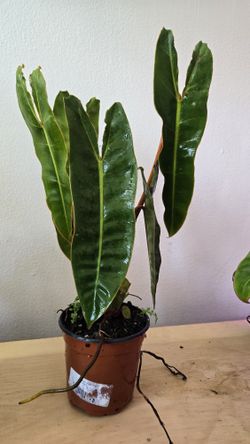 Philodendron Billietiae