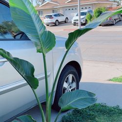 Beautiful Bird of Paradise Plant 
