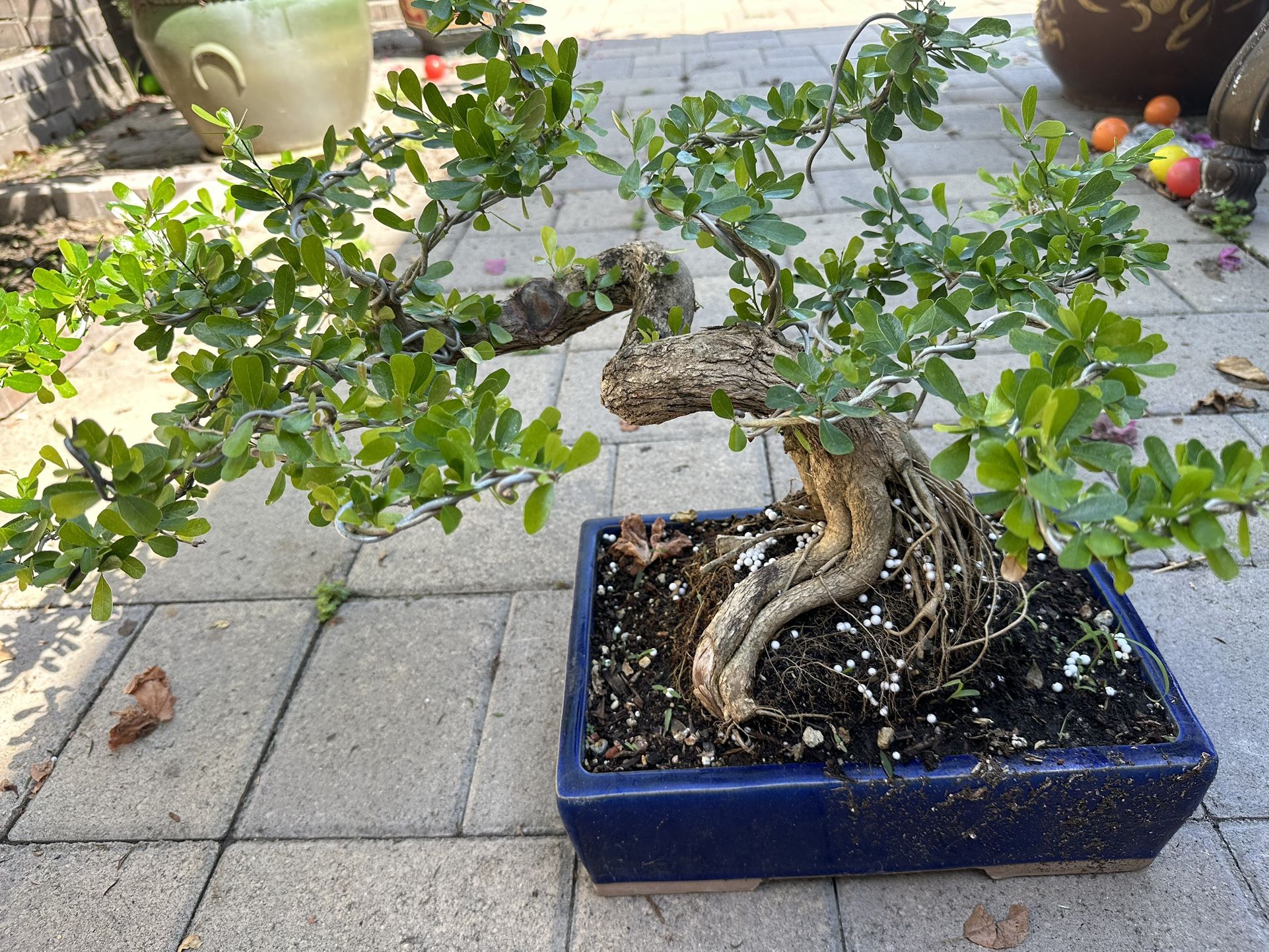 Bonsai fir tree  Bonsai Linh Sam