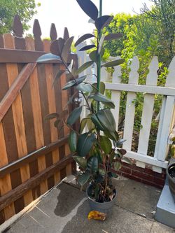 Indoor Plants