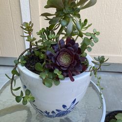 Beautiful Succulents In 9 in pot 