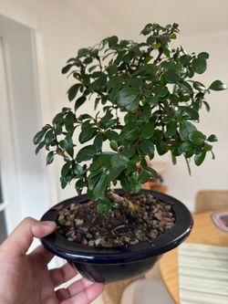 Fukien Tea Bonsai Tree in Glazed Pot – Healthy & Established