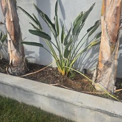 Plantas Aves Del Paraíso- Birds Of Paradise Plants