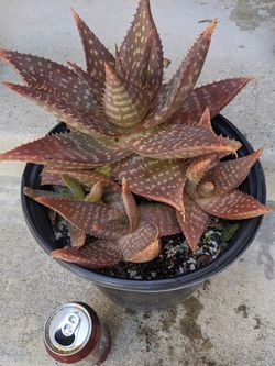 Red Spotted Aloe Vera