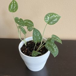 Silver Pothos Plant 🪴