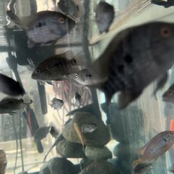 Texas Cichlid Plants